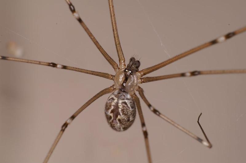 Smeringopus_pallidus_D7057_Z_88_Camping at Hopi hollow_Australie.jpg